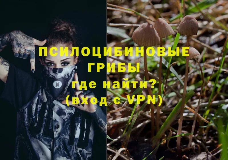 OMG вход  Ковылкино  Галлюциногенные грибы Psilocybe 